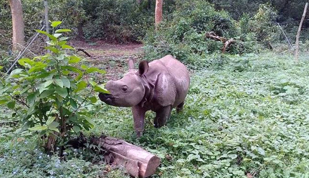 सौराहाको ‘केटो’लाई चीन पठाउने तयारी