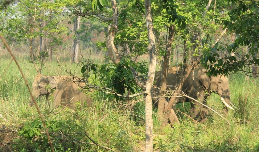 फेरि मात्तियो ध्रुवे हात्ती