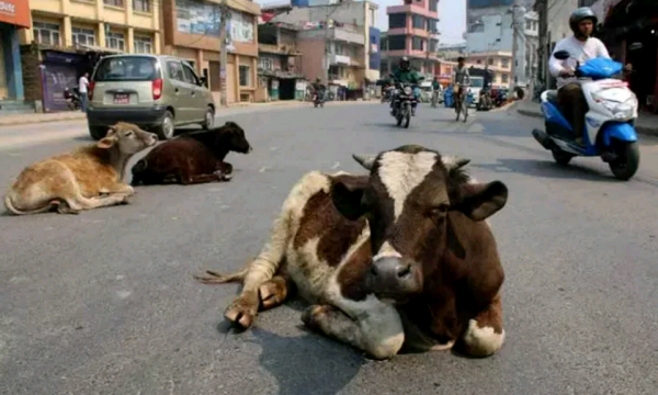 छाडा गाईबाच्छाप्रति पशुअधिकारकर्मीको चिन्ता, व्यवस्थापन र उपचार गर्नेलार्इ पुरस्कृत