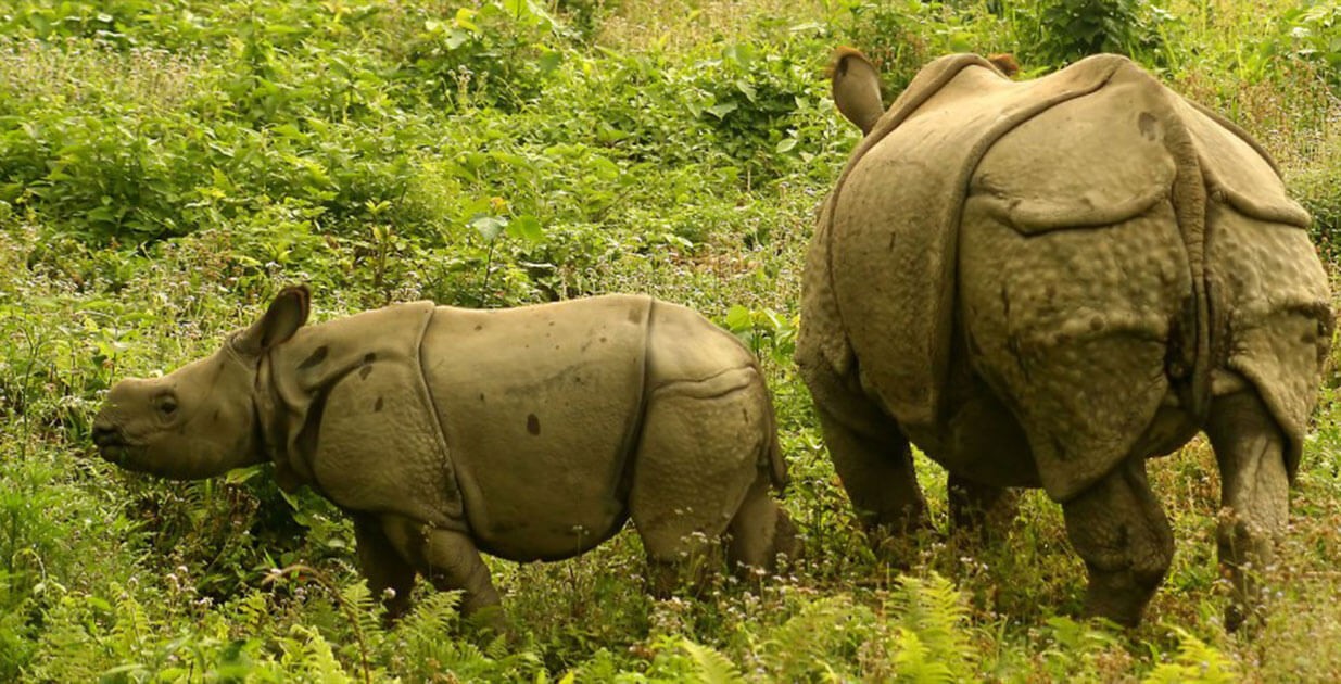 भद्र र रुपसी चीन जाने साइत जुर्यो