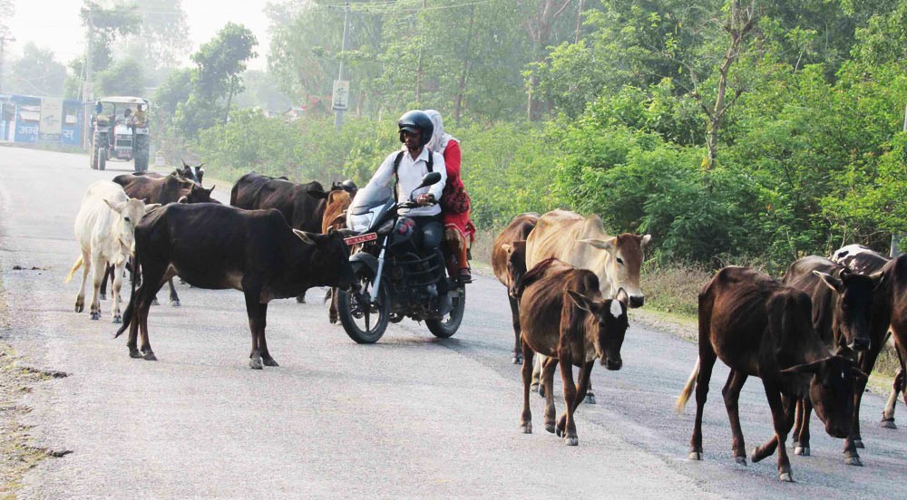 पशुपन्छी सडकमा छाडे तीन महिना कैद