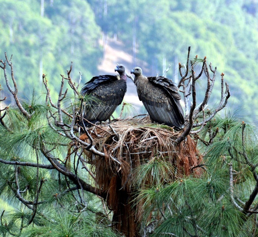 नेपालमा १३ हजार गिद्ध