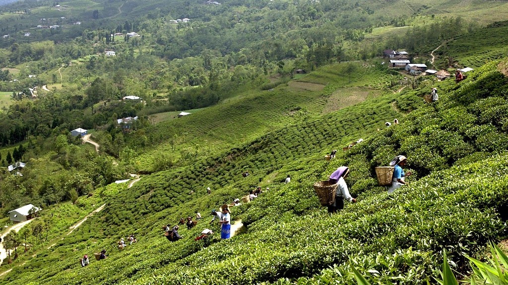 इलाममा विश्वकै दुर्लभ चिया