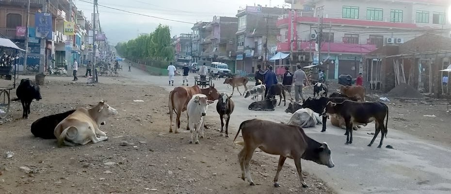 छाडा पशु नियन्त्रण गरिने