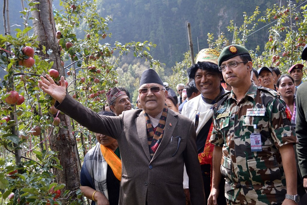 सरकारले एक लाख स्याउका बिरुवा बाँड्दै छः प्रधानमन्त्री