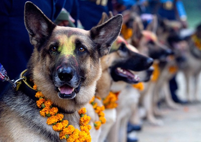 कुकुरको विशेष पूजा गरी आज कुकुर तिहार मनाइँदै