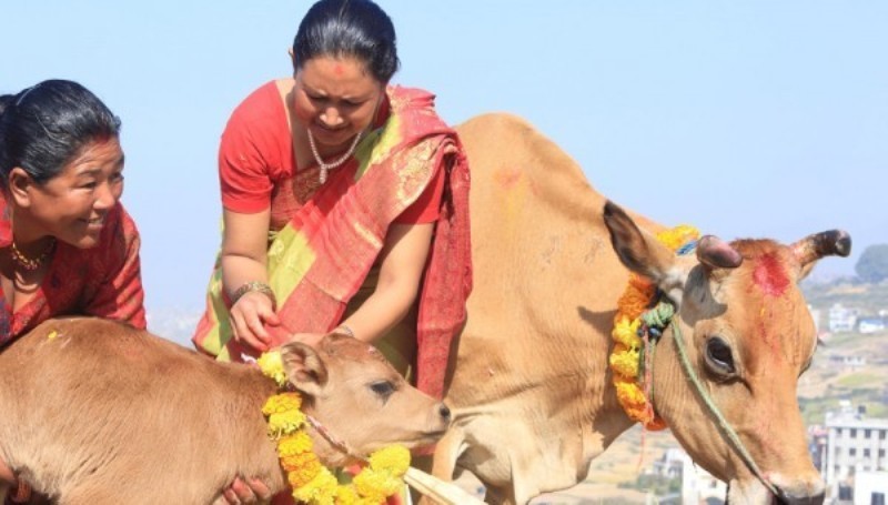 तिहारको चौथो दिनः आज गाई, गोरु र गोवद्र्धन पूजा