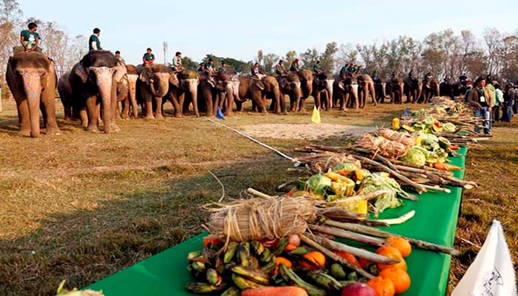 पुस ११ गतेदेखि चितवनमा हात्ती महोत्सव