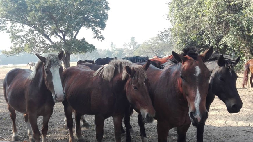 सेनाका राहदानीबाहक घोडा, हाड नातामा 'नो ब्रिडिङ'