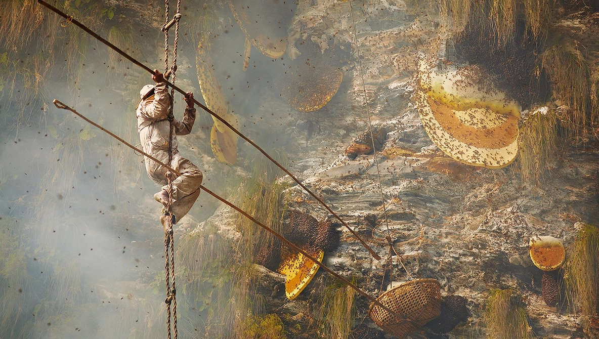 A Lens on Survival: Photographer Andrew Newey Turns His Art into Advocacy for Bees
