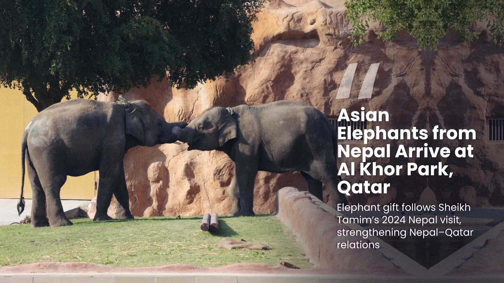 Nepal Gifts Two Asian Elephants to Qatar to Deepen Bilateral Ties