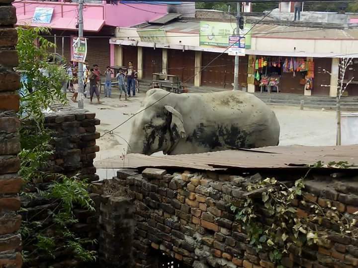 जंगली हात्तीको आक्रमणमा परी दुई जनाको मृत्यु