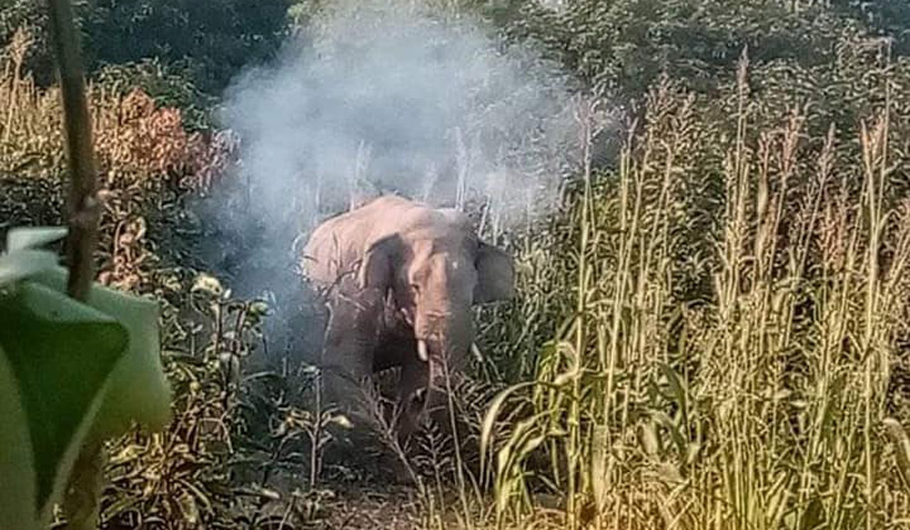 जङ्गली हात्तीको आतङ्कले किसान आजित