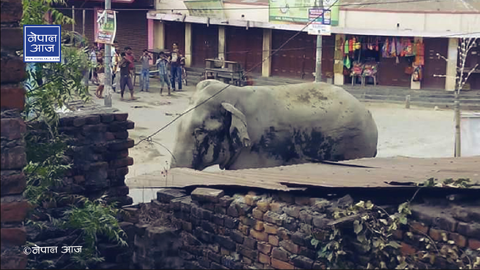 हात्तीलाई जङ्गल बाहिर आउन नदिन विद्युतीय तारबार थप