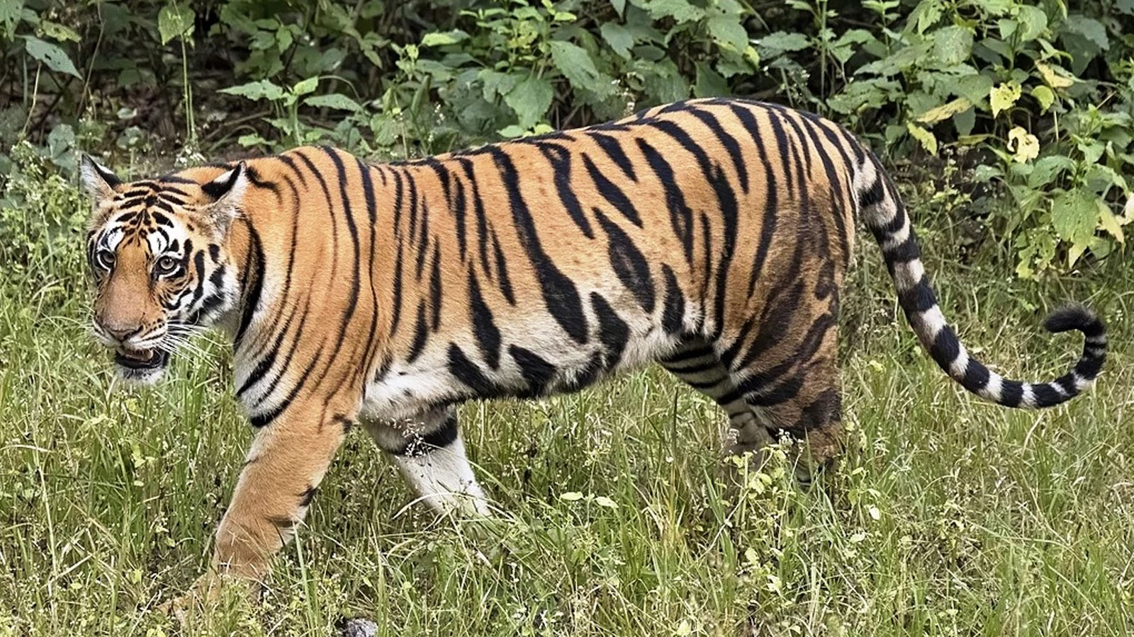 बाँकेमा मान्छे मार्ने बाघलाई चितवन ल्याइयो 