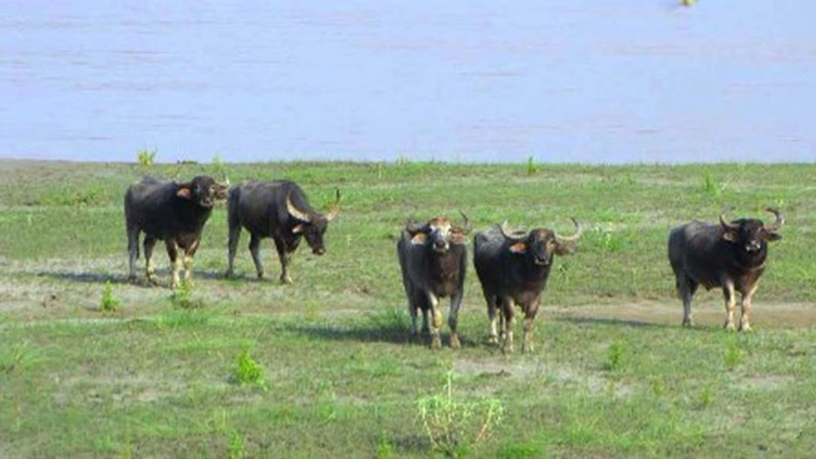 कोशी टप्पुमा अर्ना बढे, सङ्कटमा अर्नाको बासस्थान