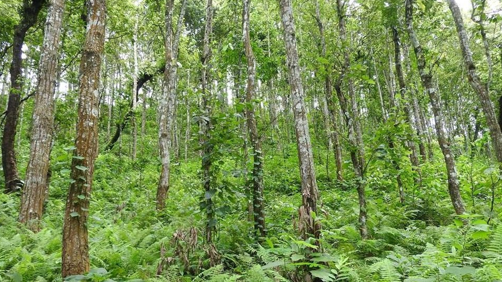 वनक्षेत्रमा शिकारी र तस्करको चहलपहल