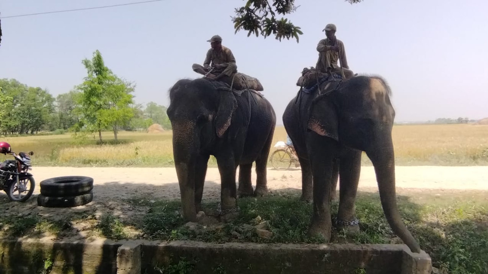 भारत तस्करी हुँदै गरेका २ हात्तीसहित तीन जना पक्राउ