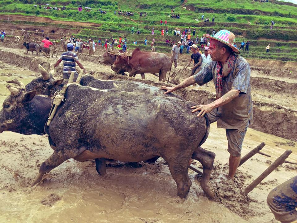 बाउसे बाबुराम !