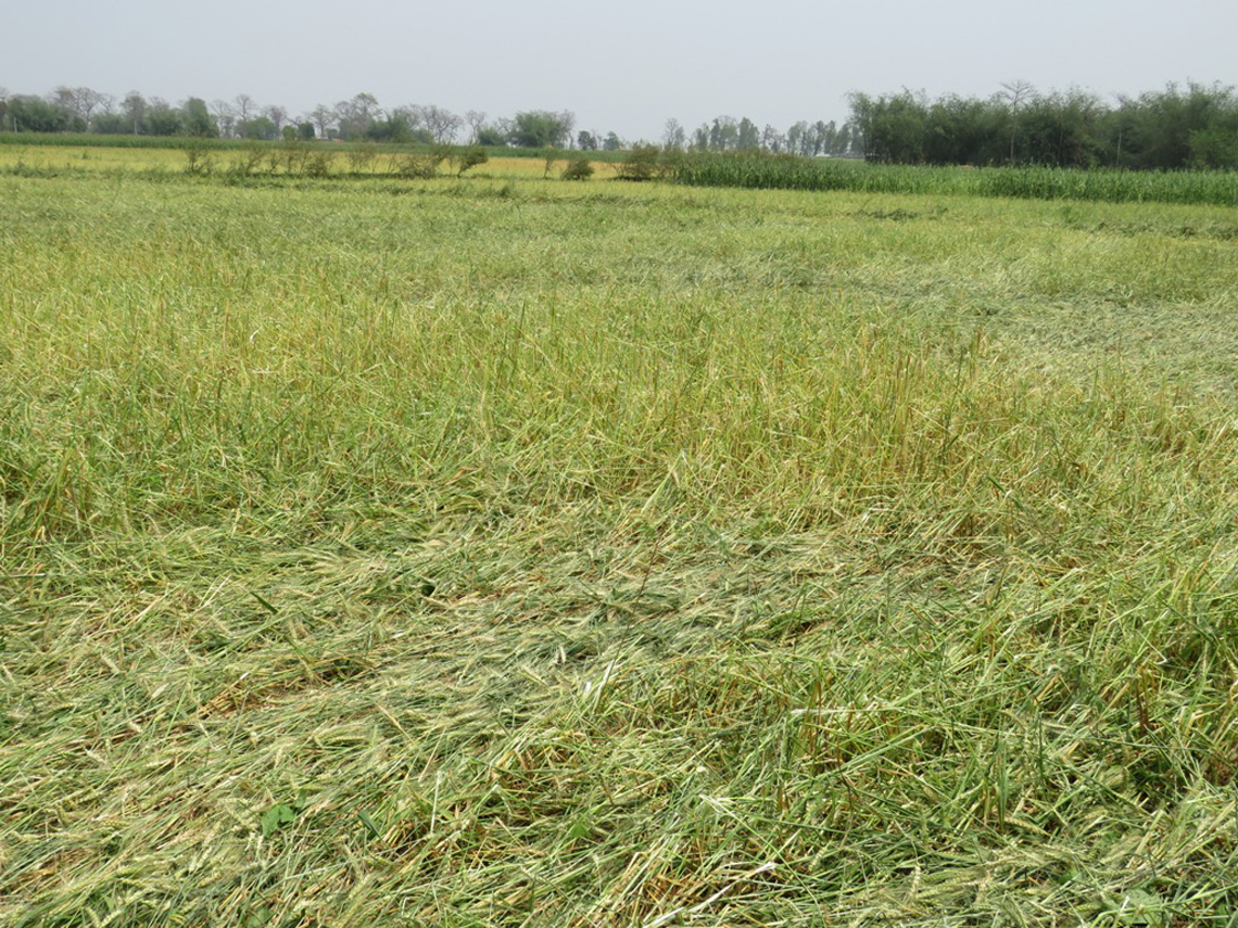 असिनाले धान बालीमा क्षति