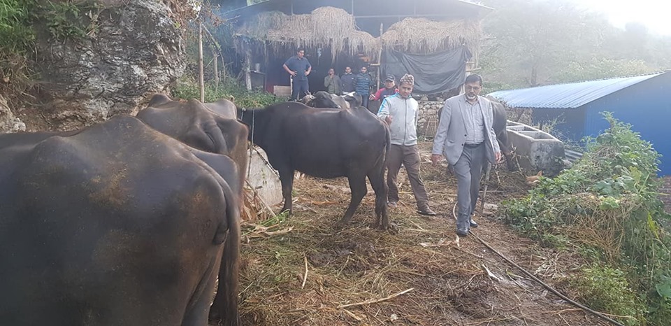 पूर्वमन्त्री शर्मा एकाबिहानै भैंसी फर्ममा (फोटो फिचर)