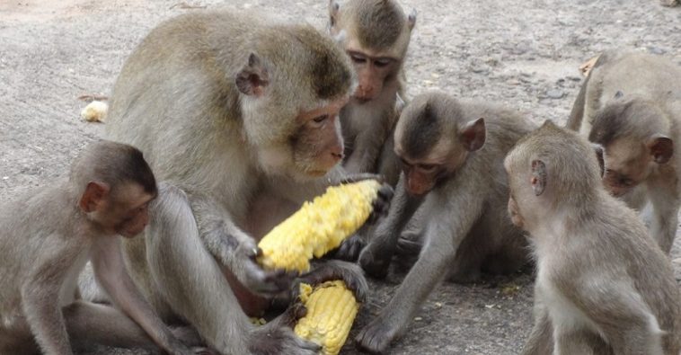 उपमहानगरभित्रै बाँदरको आतंक, किसान चिन्तित