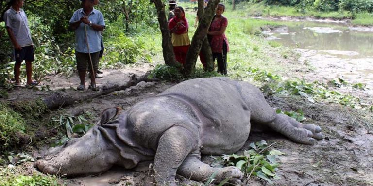 चितवन राष्ट्रिय निकुञ्जमा २ महिनामा ४ गैँडा मरे