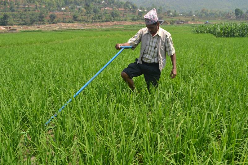 धानको बिउ नै नक्कली, ९ जिल्लामा १५ करोडको क्षति