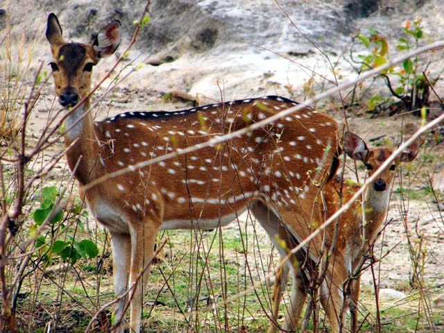 लाङटाङवासीका घरआँगनमा नाच्न थाले कस्तुरी