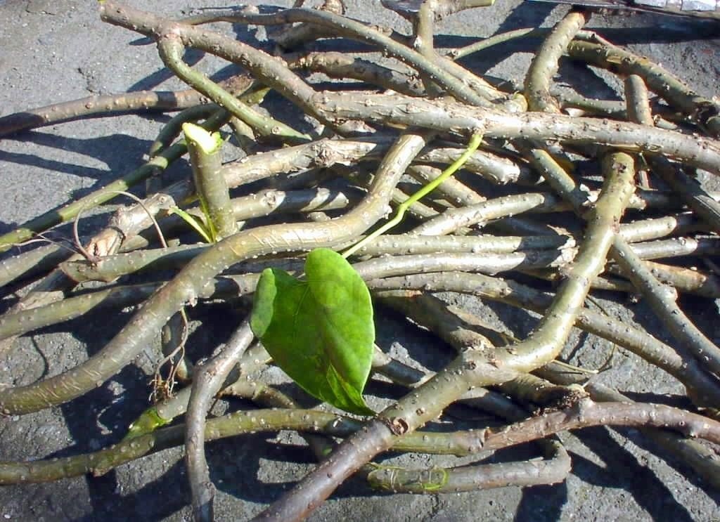 गुर्जाेप्रति बढ्दो मोहः कर अधिकृतले निःशुल्क बाँड्दै बिरुवा