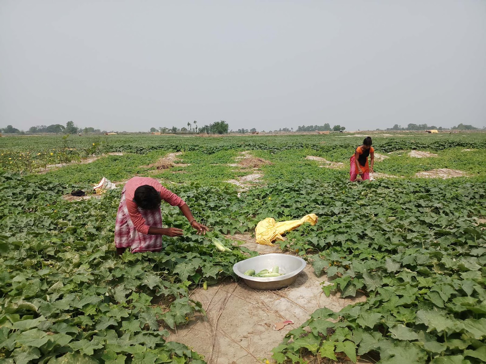 बगरमा लहराउँदै बेमौसमी तरकारी