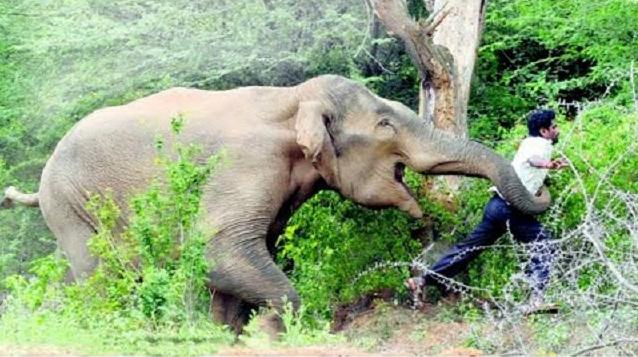 मानव–वन्यजन्तु द्वन्द्व न्यूनिकरणका लागि सरकारले पहल गर्ने