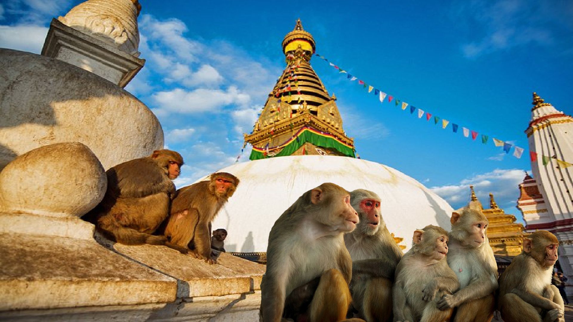 सांस्कृतिक सम्पदामा बाँदरको आक्रमण, मानिसमा रोगसमेत सार्दै