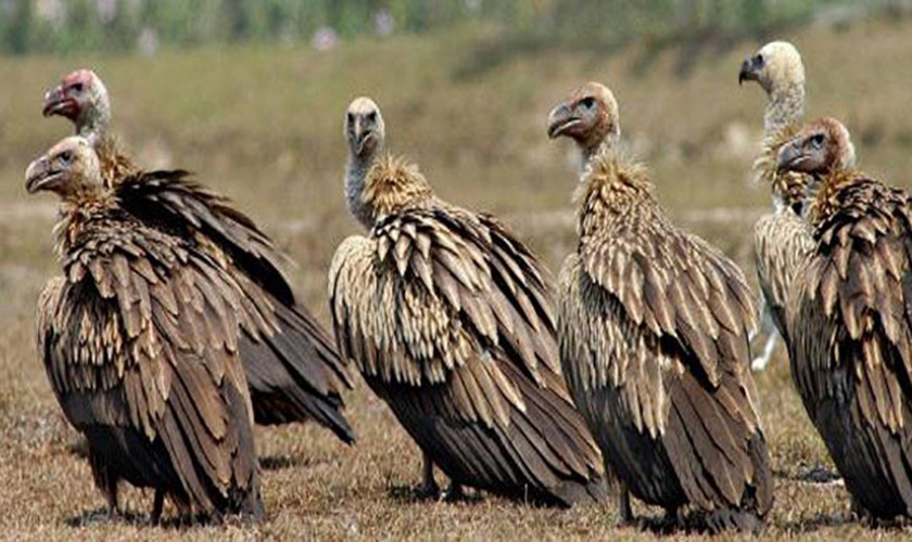 गिद्धले पाएन फूलबाट बच्चा कोरल्ने काममा सफलता