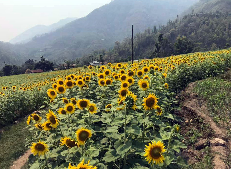 फुल्यो सूर्यमुखी