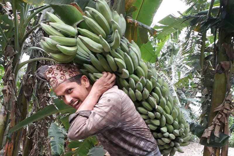 एक घरी केरामा ५५० कोसा