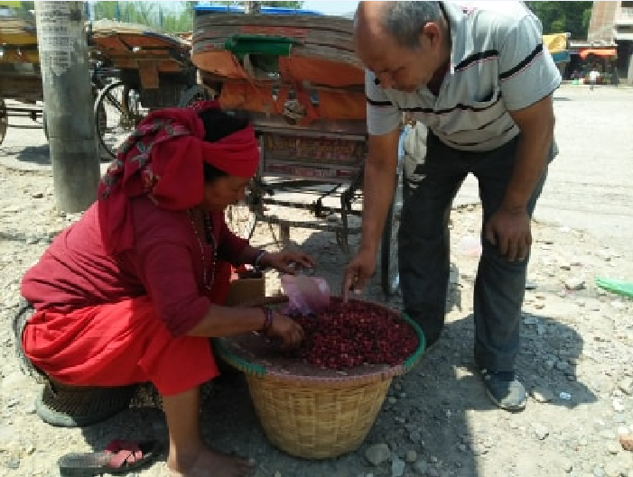 काफल बेचेर घरखर्च जोहो गर्दै महिला