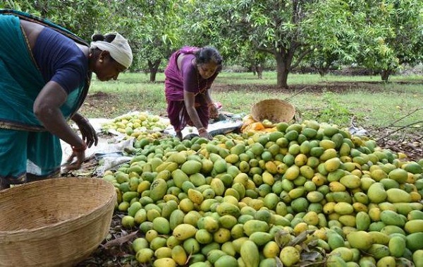 पकेट क्षेत्रमै आँप उत्पादन घट्यो, मूल्य बढ्यो