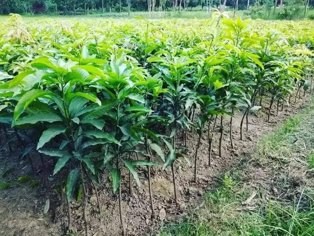 एकल महिलाको उदाहरणीय काम, जसले गाउँमै सिर्जना गरिन् ११ जनालाई रोजगारी