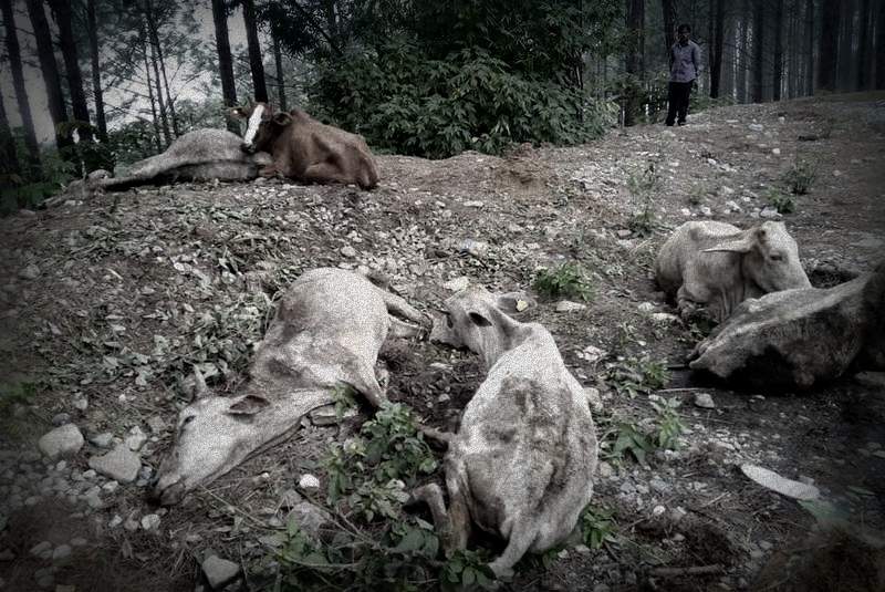 गौहत्या प्रकरण : रातारात बनाइयो नक्कली पत्र