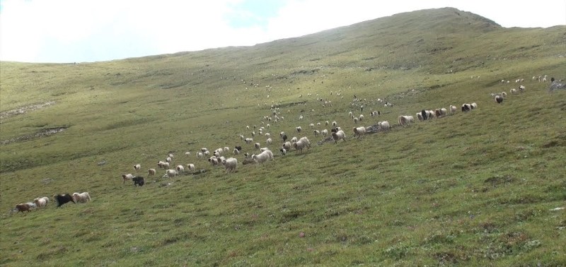 भेडा गोठालोलाई मासिक एक हजार भत्ता    