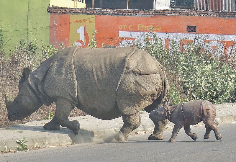 बजार डुल्ने केटो मृत फेला  