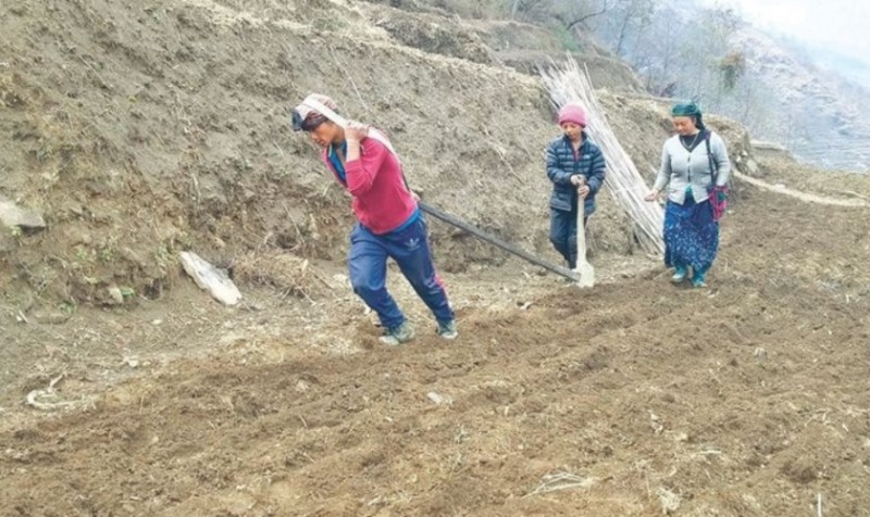 जहाँ गोरु जस्तै जोतिँदैछन् मान्छे!