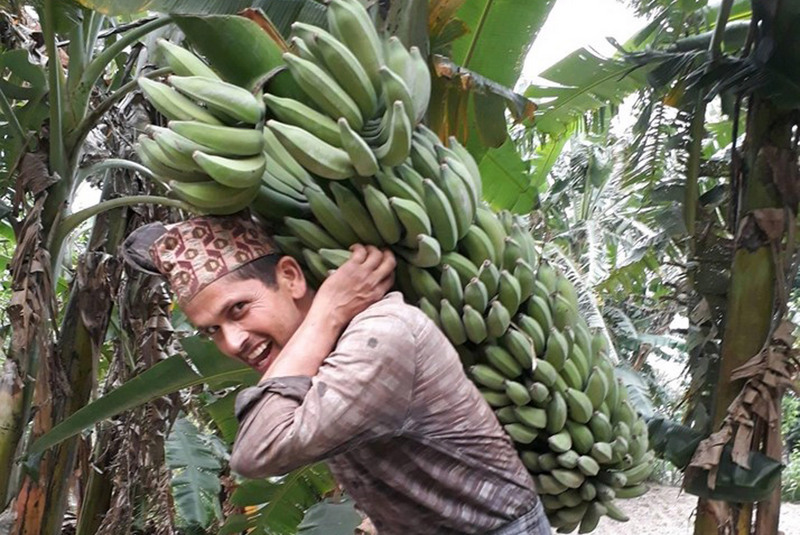 एक घरी केरामै फल्यो ५७५ कोसा