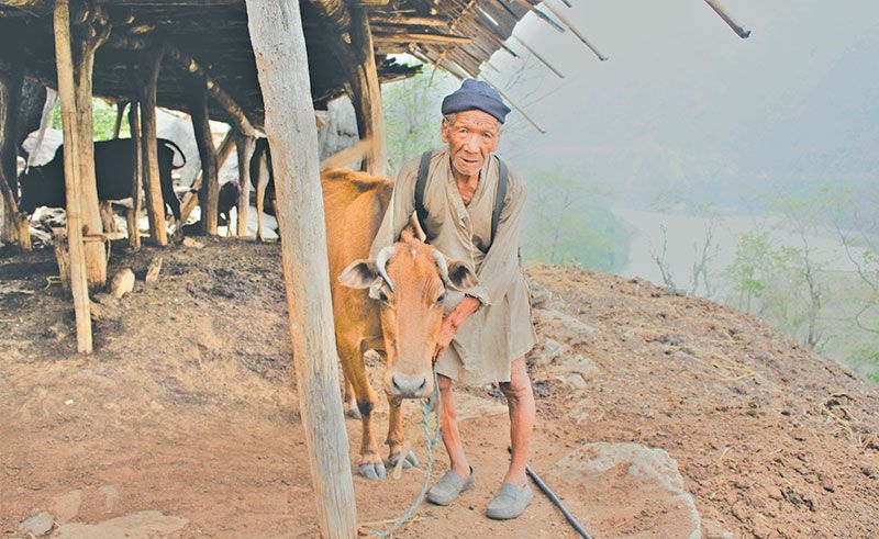 उमेर ८०, सय बढी गाई–बाख्रा पालन