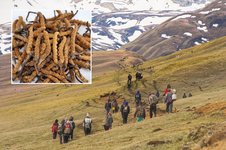 दुई हप्तामा ८ यार्सागुम्बा संकलकको मृत्यु