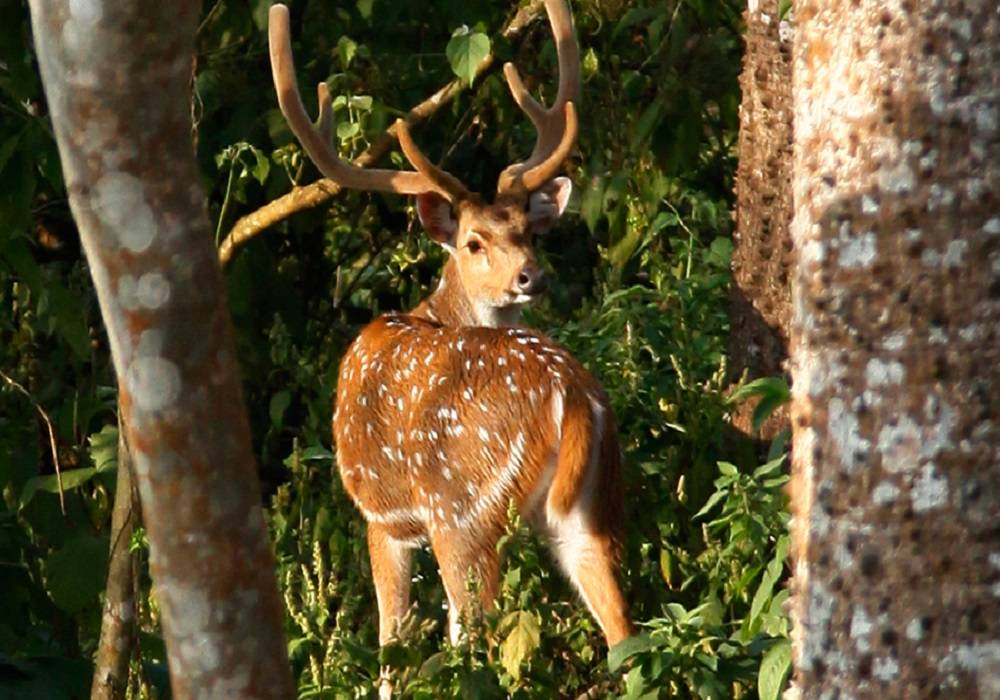 चितवन राष्ट्रिय निकुञ्जमा अर्ना र बाह्रसिङ्गेको संख्या थपिँदै