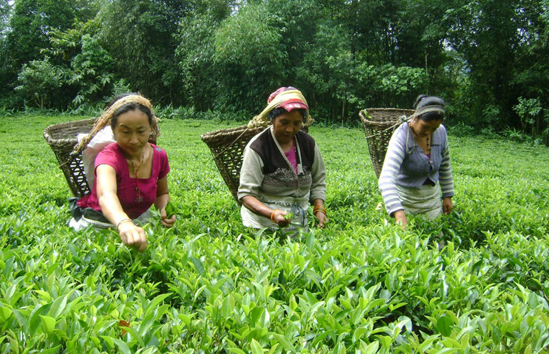 नेपालमै बन्छ किलोकै ३५ हजार पर्ने चिया