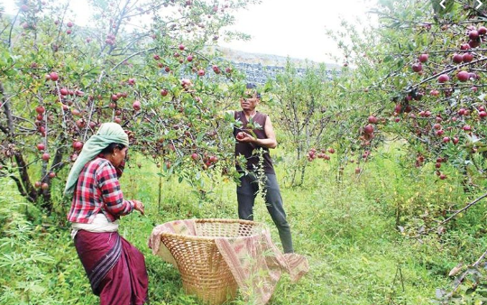 जुम्लाका किसान स्याउ टिप्नमा व्यस्त