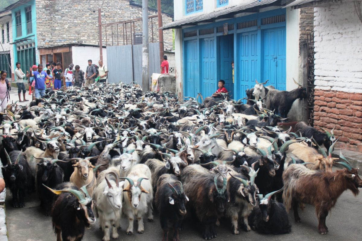 सरकारद्वारा खसीबोका आयातमा कडाई, दशैंमा मासु महँगो हुने